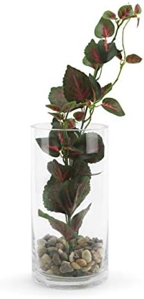 WGVI Clear Glass Cylinder Vases 6 Pcs Set 4 W x 8 H