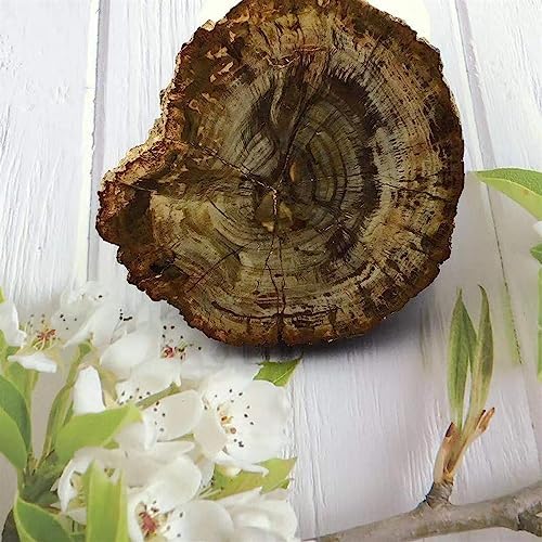 KatLin Natural Wood Grain Crystal Healing Stones 800-850g