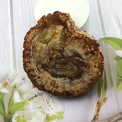 KatLin Natural Wood Grain Crystal Healing Stones 800-850g