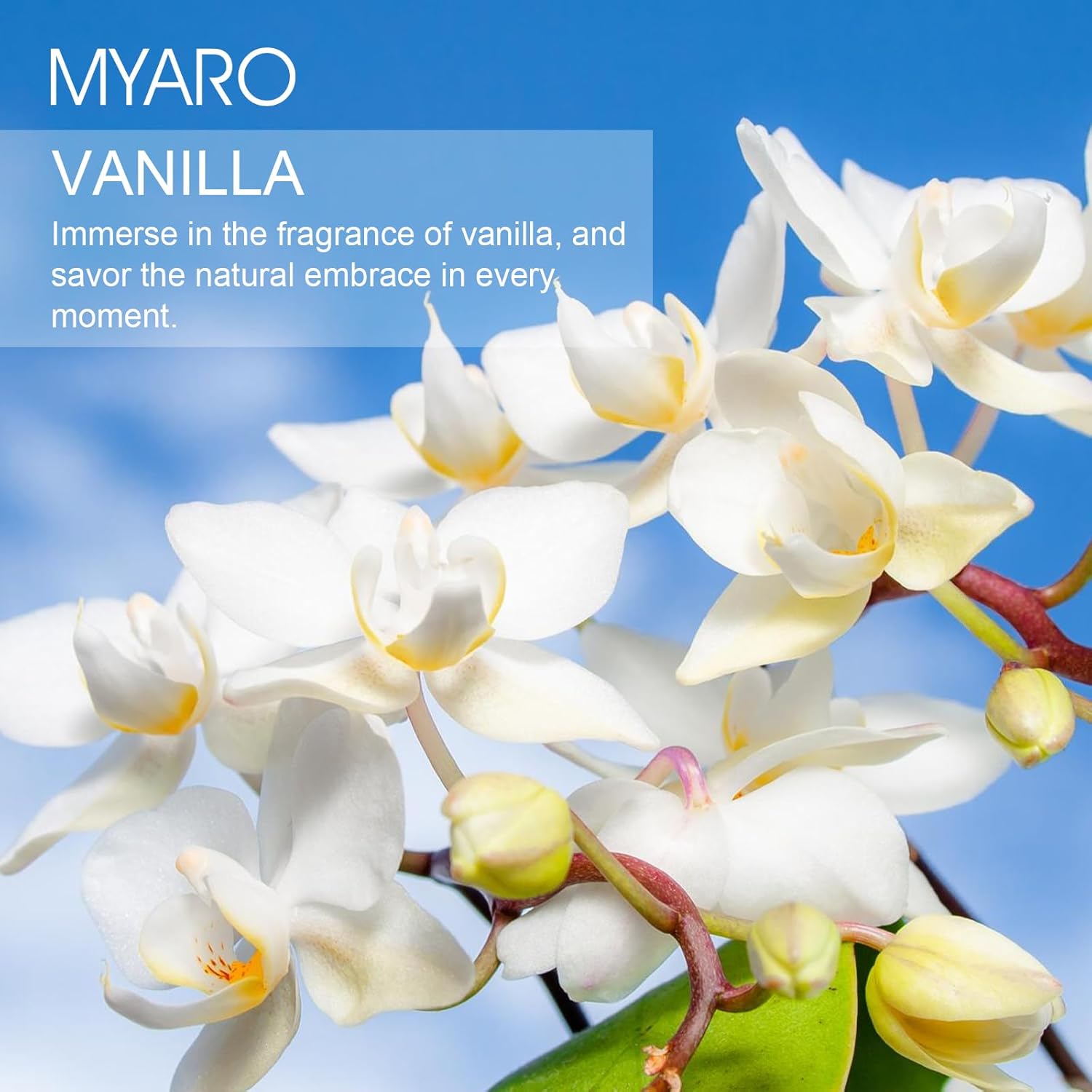 MYARO Vanilla Scented Sachets 12 Pack Closet Drawer