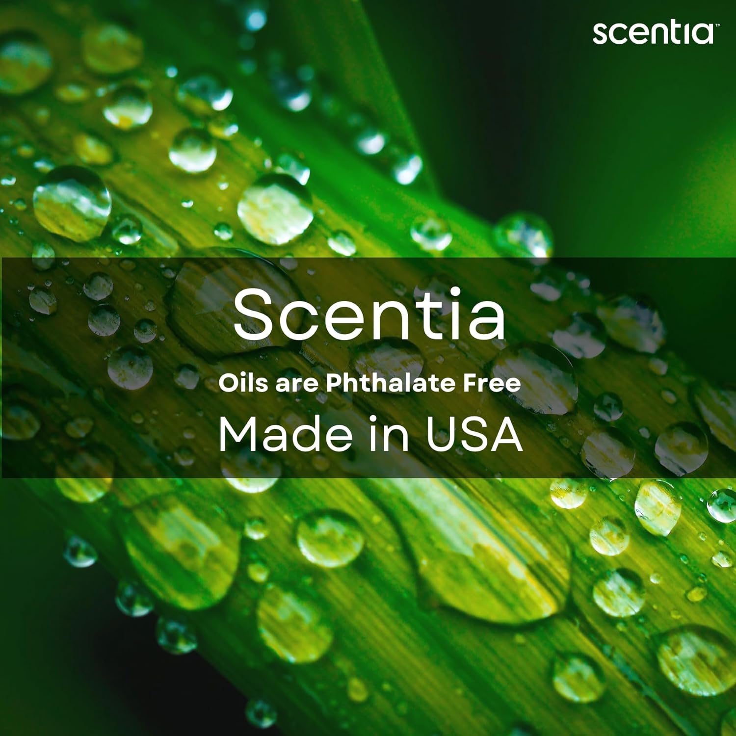 Santal Diffuser Oil 120ml Luxury Aromatherapy Fragrance